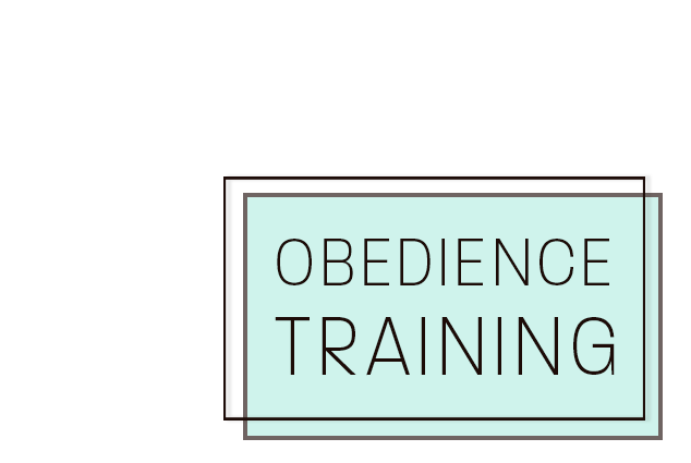 StormRyder Kennels Obedience Training