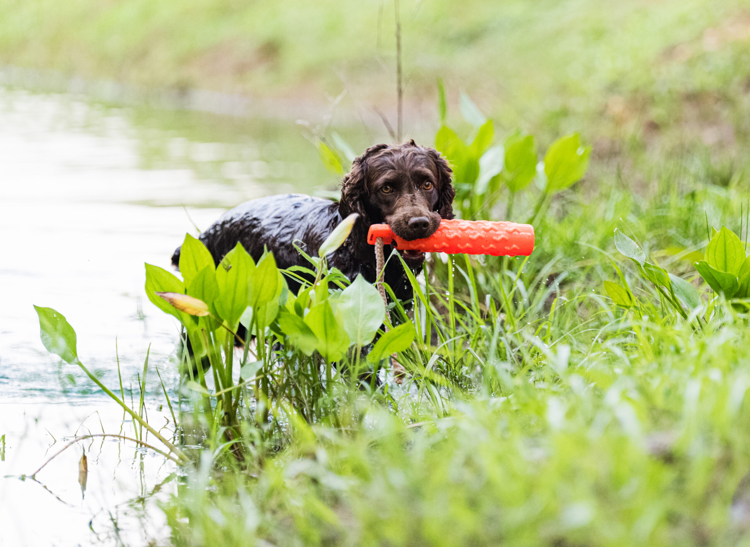 brown dog by water | StormRyder Kennels Dog Training